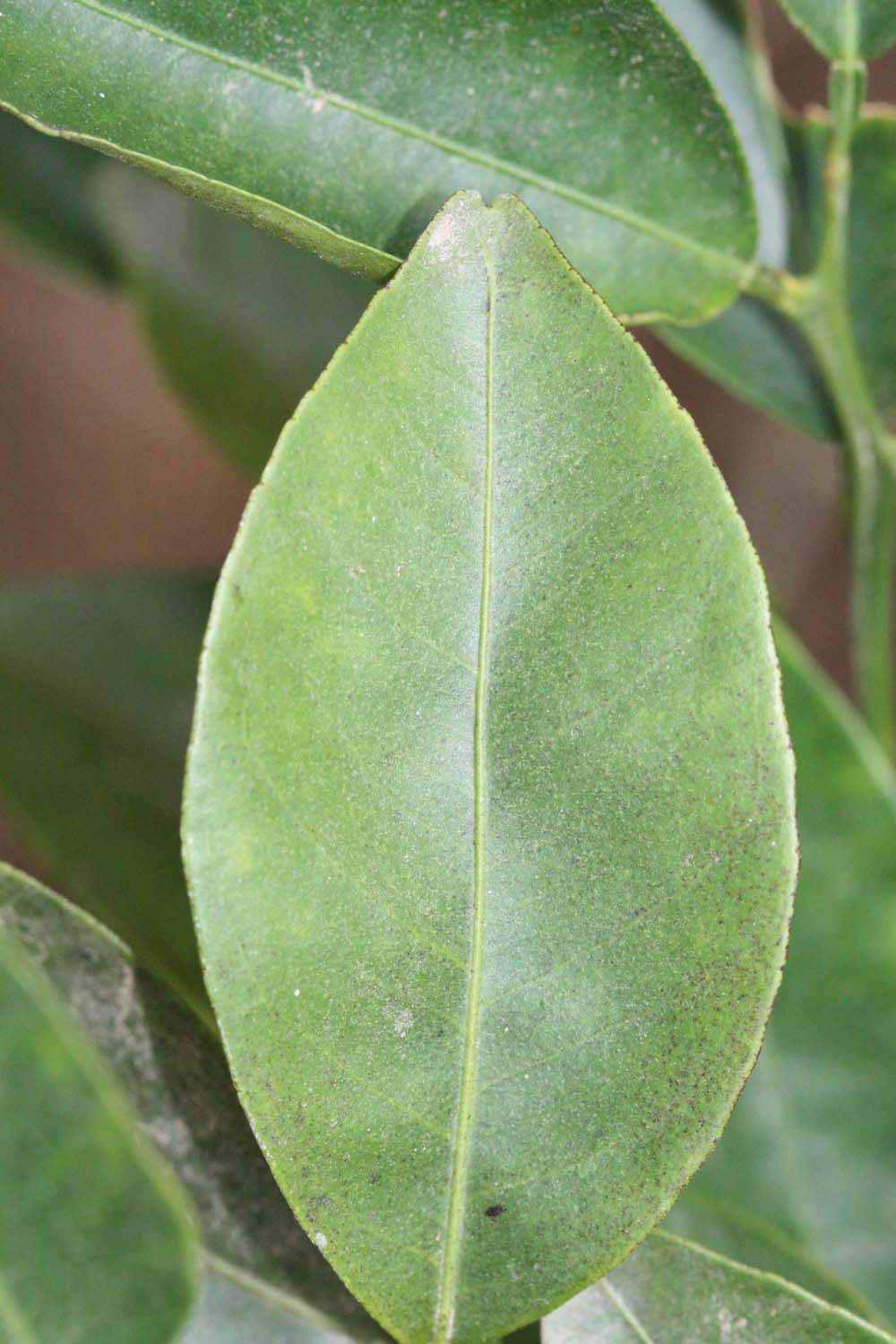              Unifoliolate leaf (Riverside, CA)       